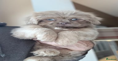 Shih Tzu dogs - Advert 5