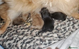 Pomeranian dogs for sale: Female pomeranian  - Image 8
