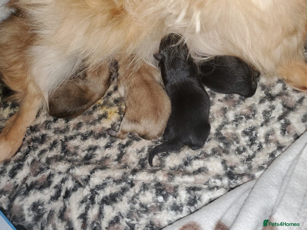 Pomeranian dogs for sale: Female pomeranian  - Image 8