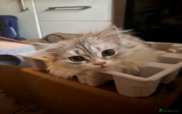 British Longhair cats for sale: British longhair male and shorthair girl Ready Now - Image 5