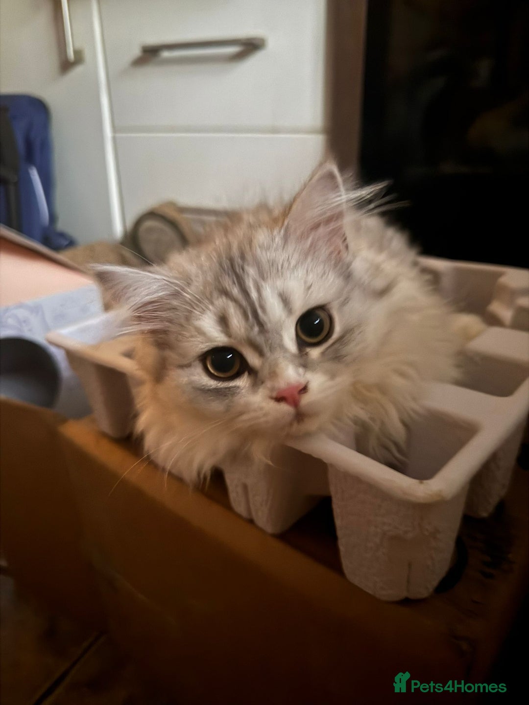 British Longhair cats for sale: British longhair male and shorthair girl Ready Now - Image 5
