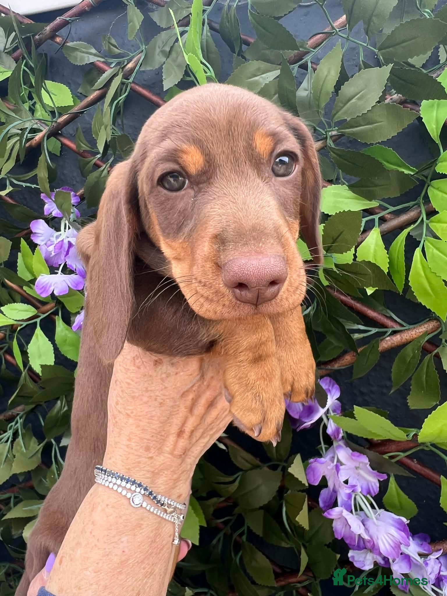 Miniature Dachshund dogs READY TO LEAVE 🐣 stunning litter  - Advert 13