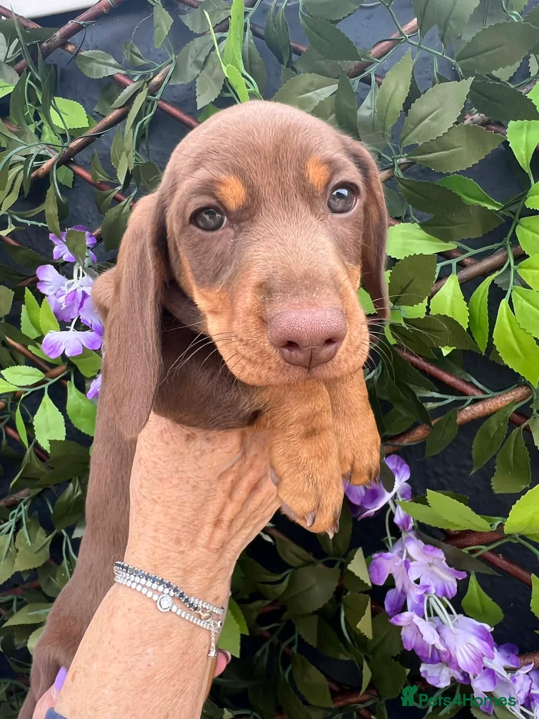 Miniature Dachshund dogs for sale: READY TO LEAVE 🐣 stunning litter  - Advert 1