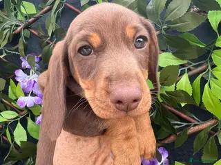 Miniature Dachshund dogs READY TO LEAVE 🐣 stunning litter - Advert 13