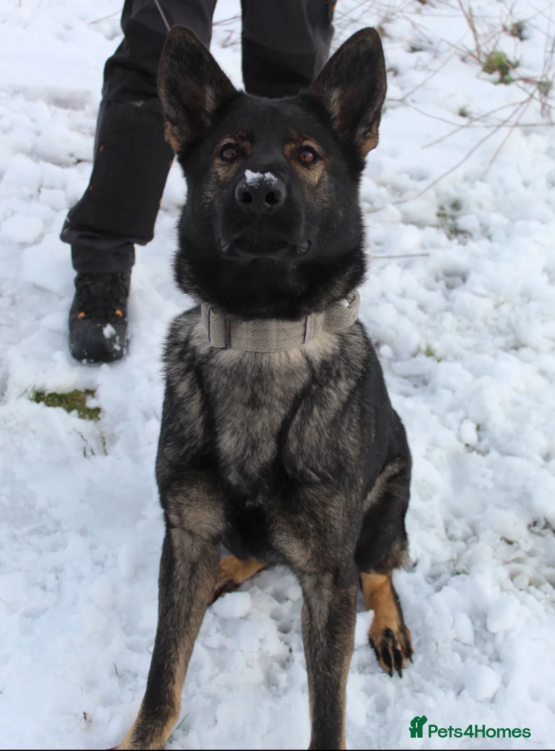 German Shepherd dogs for sale: 12 stunning German Shepard puppys  - Advert 2