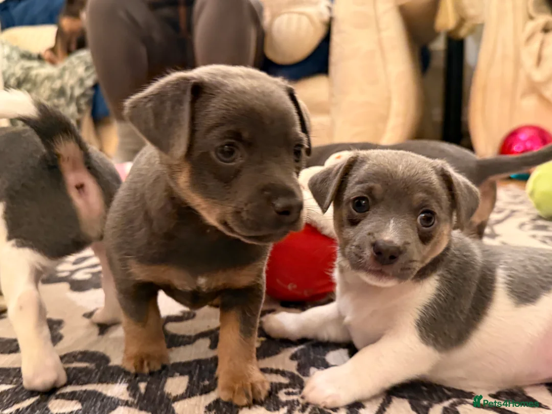 Jack Russell dogs for sale: Stunning blue and blue tri JRT pups - Advert 18
