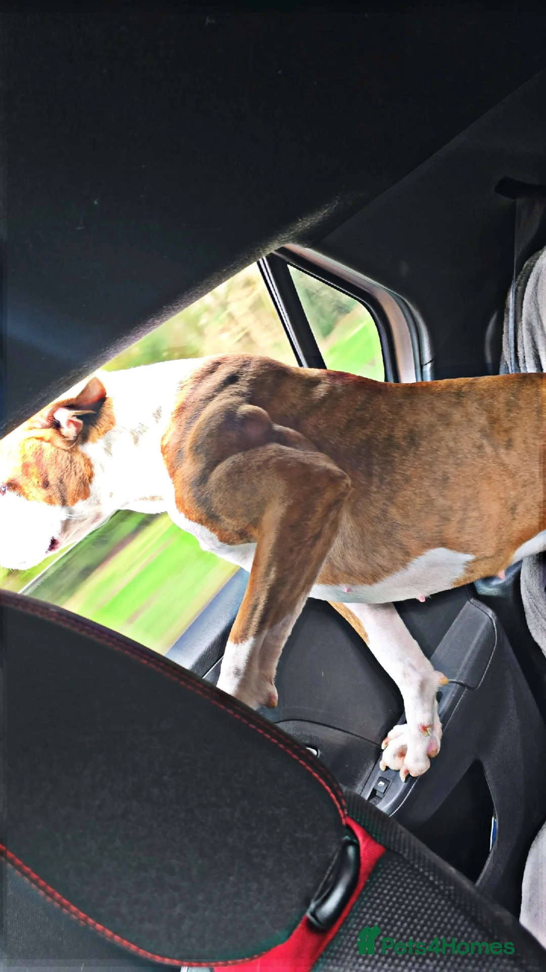 Alapaha Blue Blood Bulldog dogs for sale: Iabbr pups - Advert 1