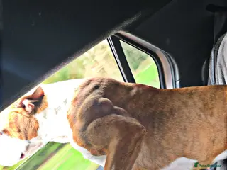 Alapaha Blue Blood Bulldog dogs Iabbr pups - Advert 2