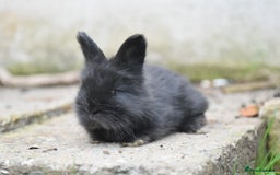Angora rabbits for sale: French Imported Pedigree English Angoras - Image 21
