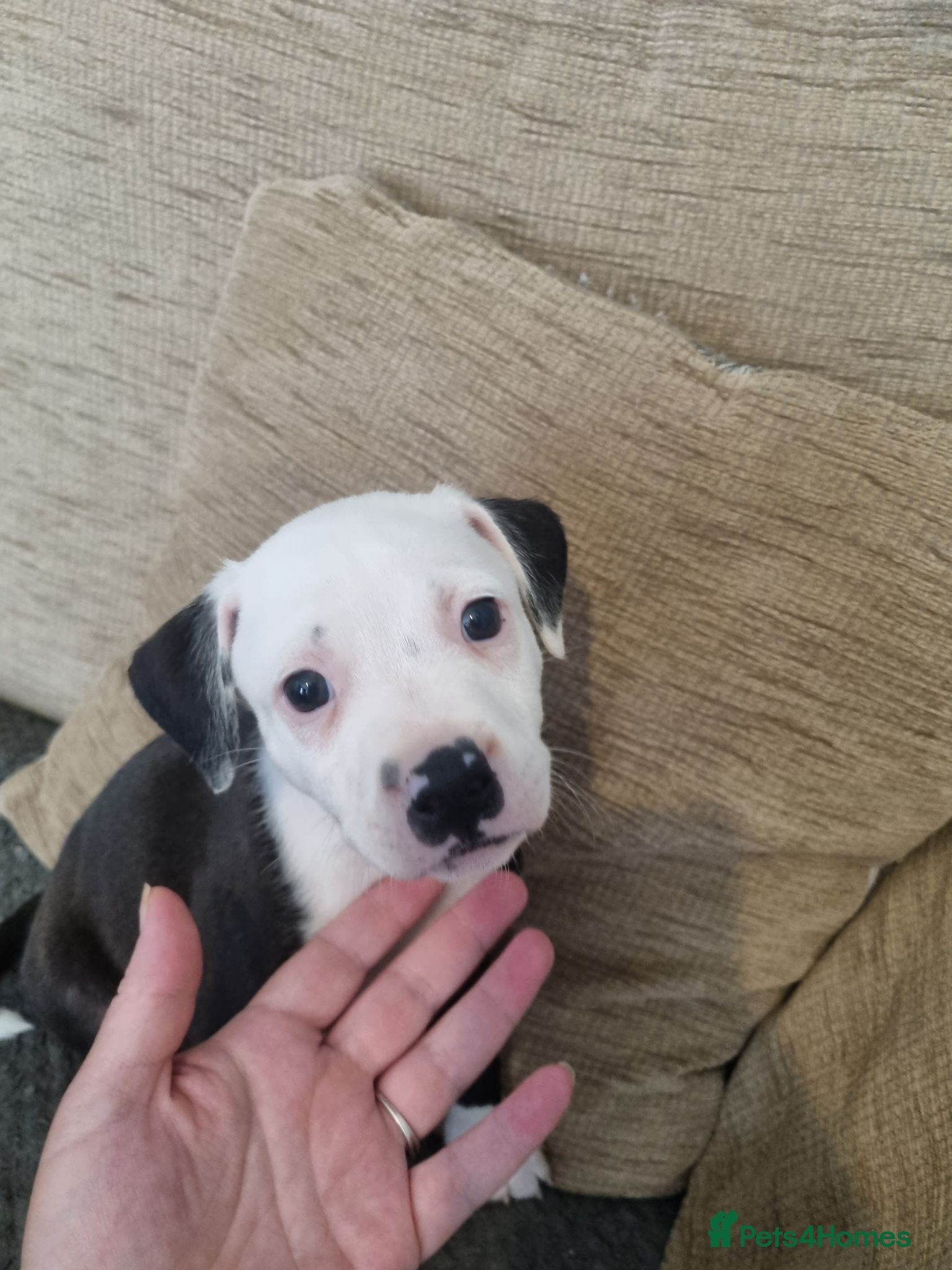 Staffordshire Bull Terrier dogs 3 boys & 1 girl looking for their forever home - Advert 4