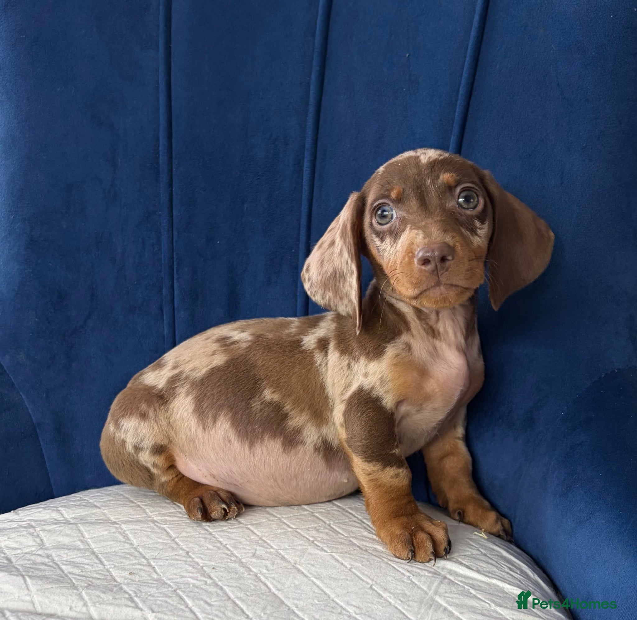 Miniature Dachshund dogs Miniature Dachshunds Ready to leave  - Advert 3