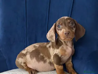 Miniature Dachshund dogs Miniature Dachshunds Ready to leave - Advert 5