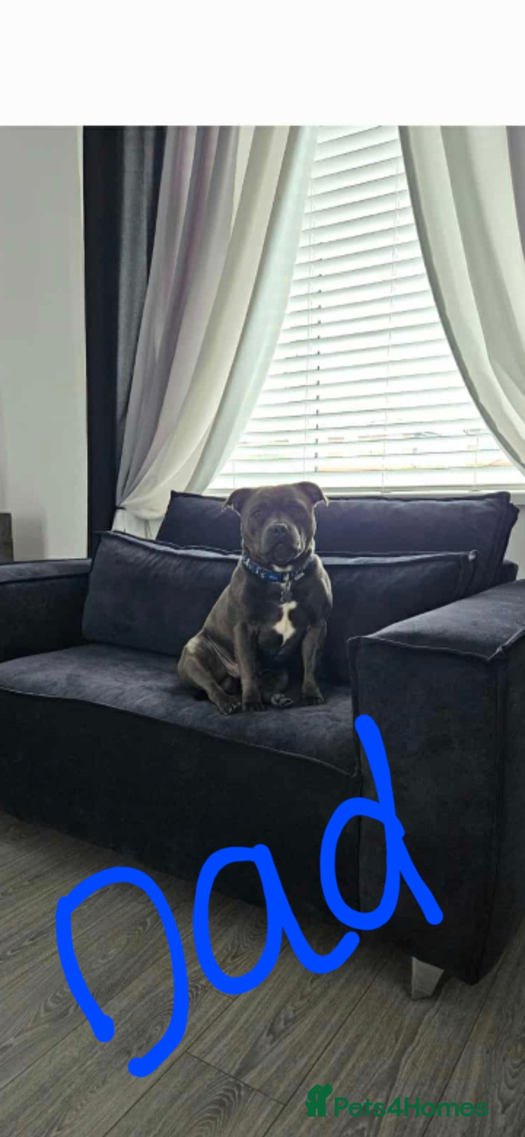 Staffordshire Bull Terrier dogs for sale: Kc reg Blue Staffordshire bull terrier puppies  - Image 7