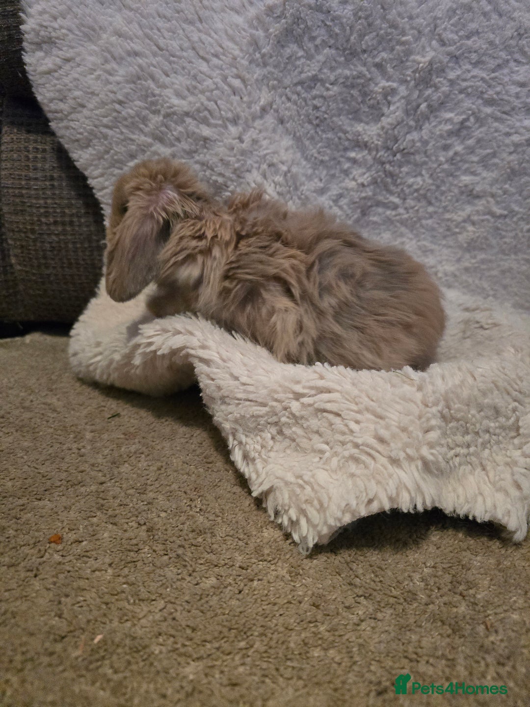 Mini Lion Lop rabbits for sale: Mini lop - Advert 2