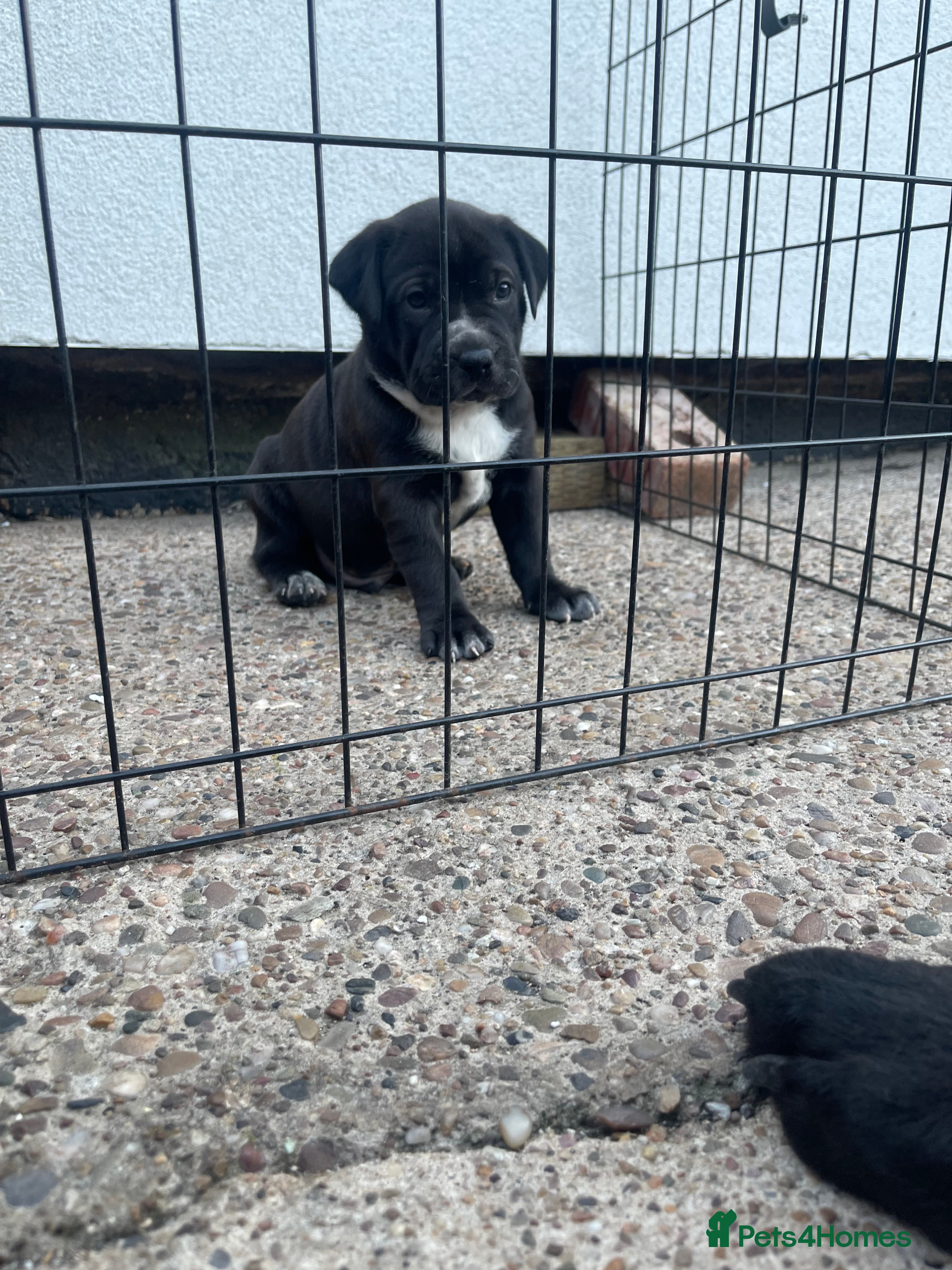 Mixed Breed dogs One of a kind PUPPIES mixed breed  - Advert 2