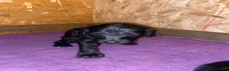 Mixed Breed dogs for sale: Beautiful Bedlington whippet puppies for sale in Newmarket - Advert 7