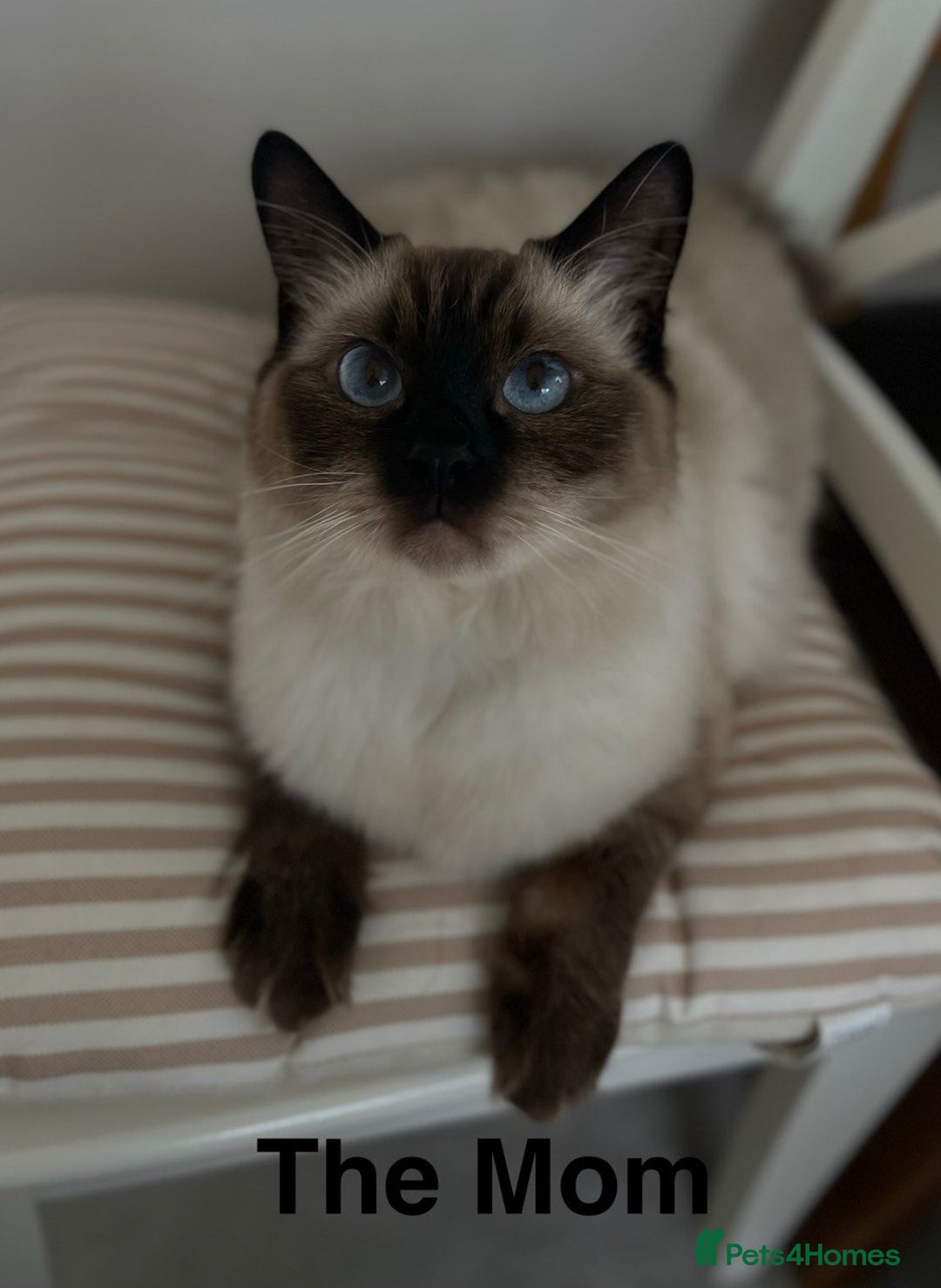 Ragdoll cats for sale: beautiful Ragdoll Cats looking for lovely families - Image 12