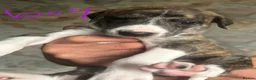 Mixed Breed dogs for sale: Saluki bull greyhound (lurcher) puppy’s  - Advert 14