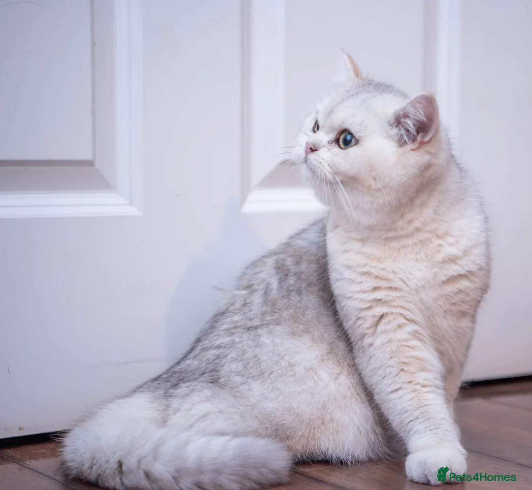 British Shorthair cats for stud: ❤ British ShortHair Active Stud ❤ Champion ❤ in Doncaster - Advert 31
