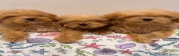 Poochon dogs for sale: Health tested Poochon Puppies  - Advert 3