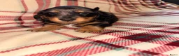 Dachshund dogs for sale: Quality Dachunds - Advert 28