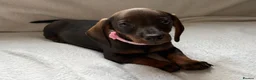 Dachshund dogs for sale: Stunning Dachshund Puppies For Sale - Advert 7