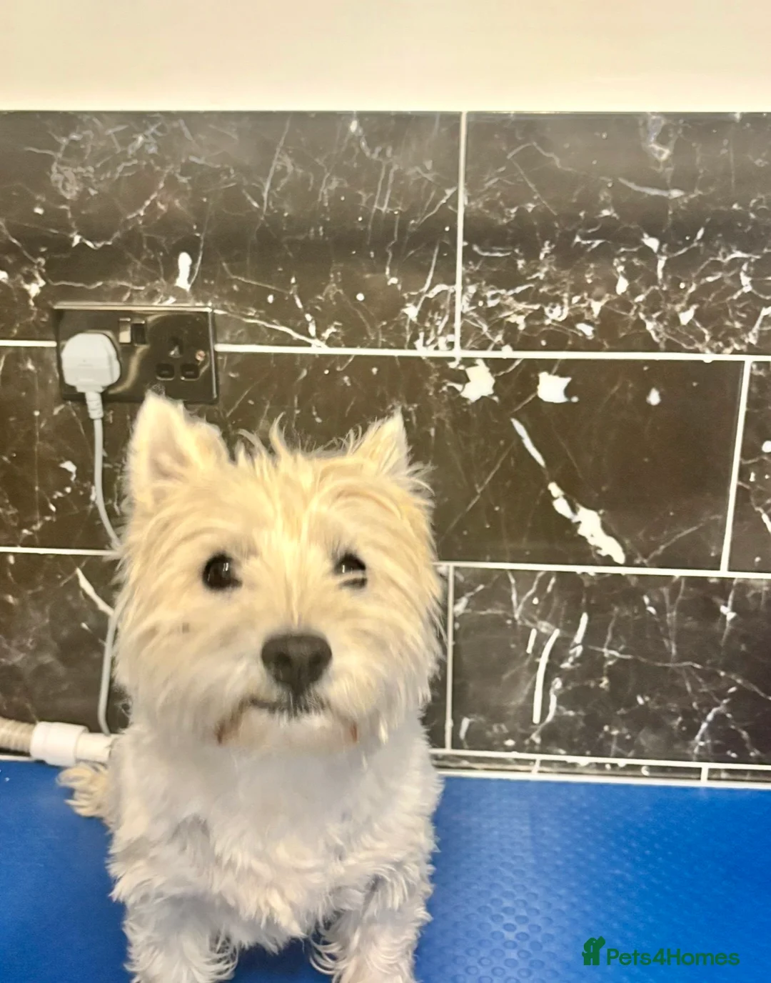 Bichon Frise dogs for sale: We are looking for forever home  in Swadlincote - Advert 7