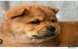 Chow Chow dogs for sale: STUNNING KC REGISTERED CHOW CHOW PUPPIES  - Image 2