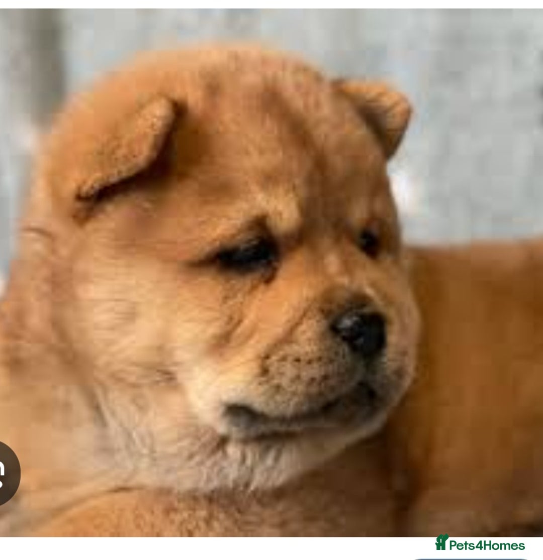 Chow Chow dogs for sale: STUNNING KC REGISTERED CHOW CHOW PUPPIES  - Image 2