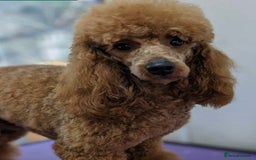 Labradoodle dogs for sale: Price reduced ready now Toy mini labradoodle f2bb  - Image 6
