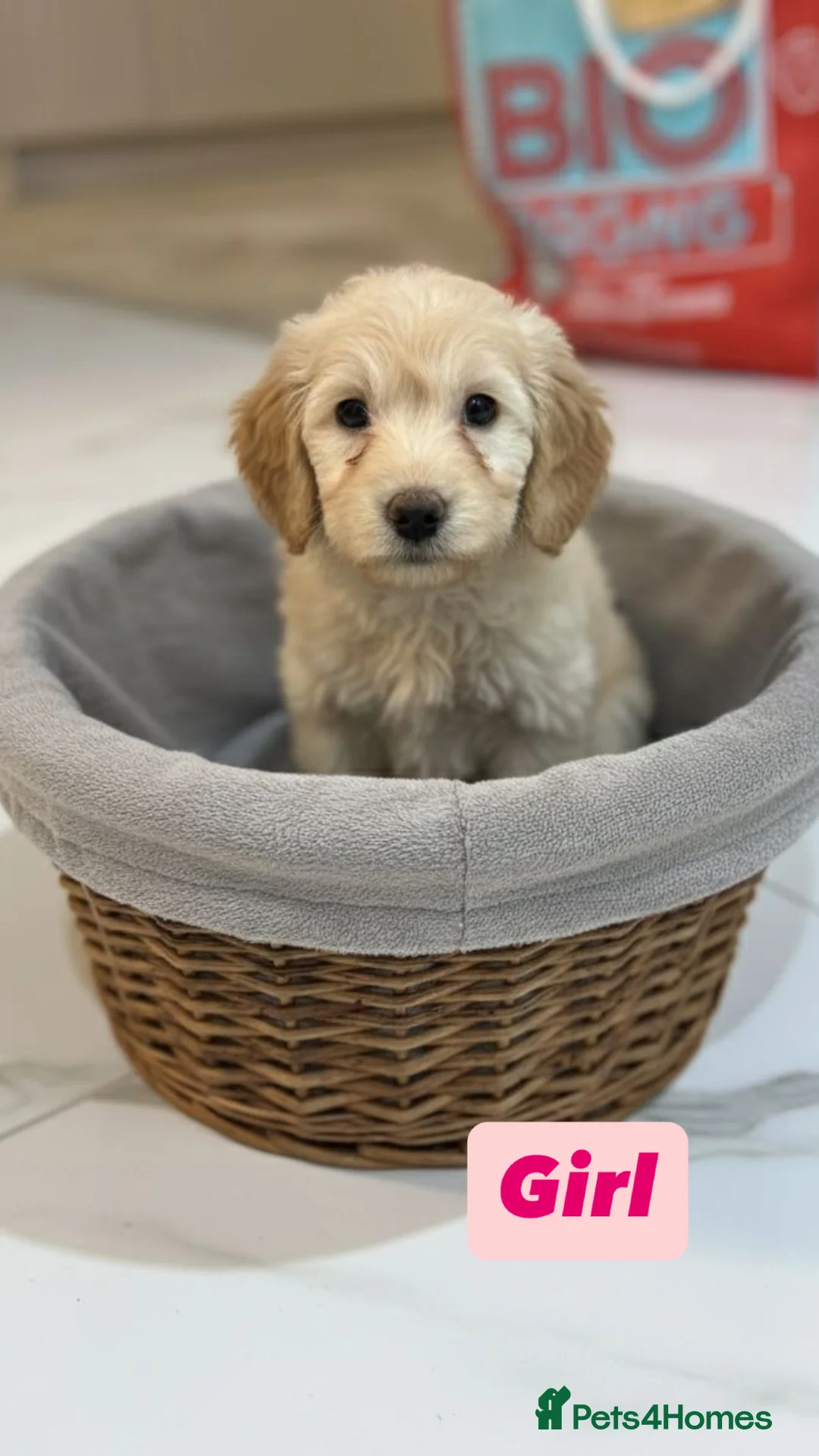 Labradoodle dogs for sale: Labradoodle puppies  - Advert 5