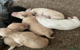 Miniature Schnauzer dogs for stud: CHOCOLATE / WHITE MINIATURE SCHNAUZER AT STUD in Coventry - Image 16