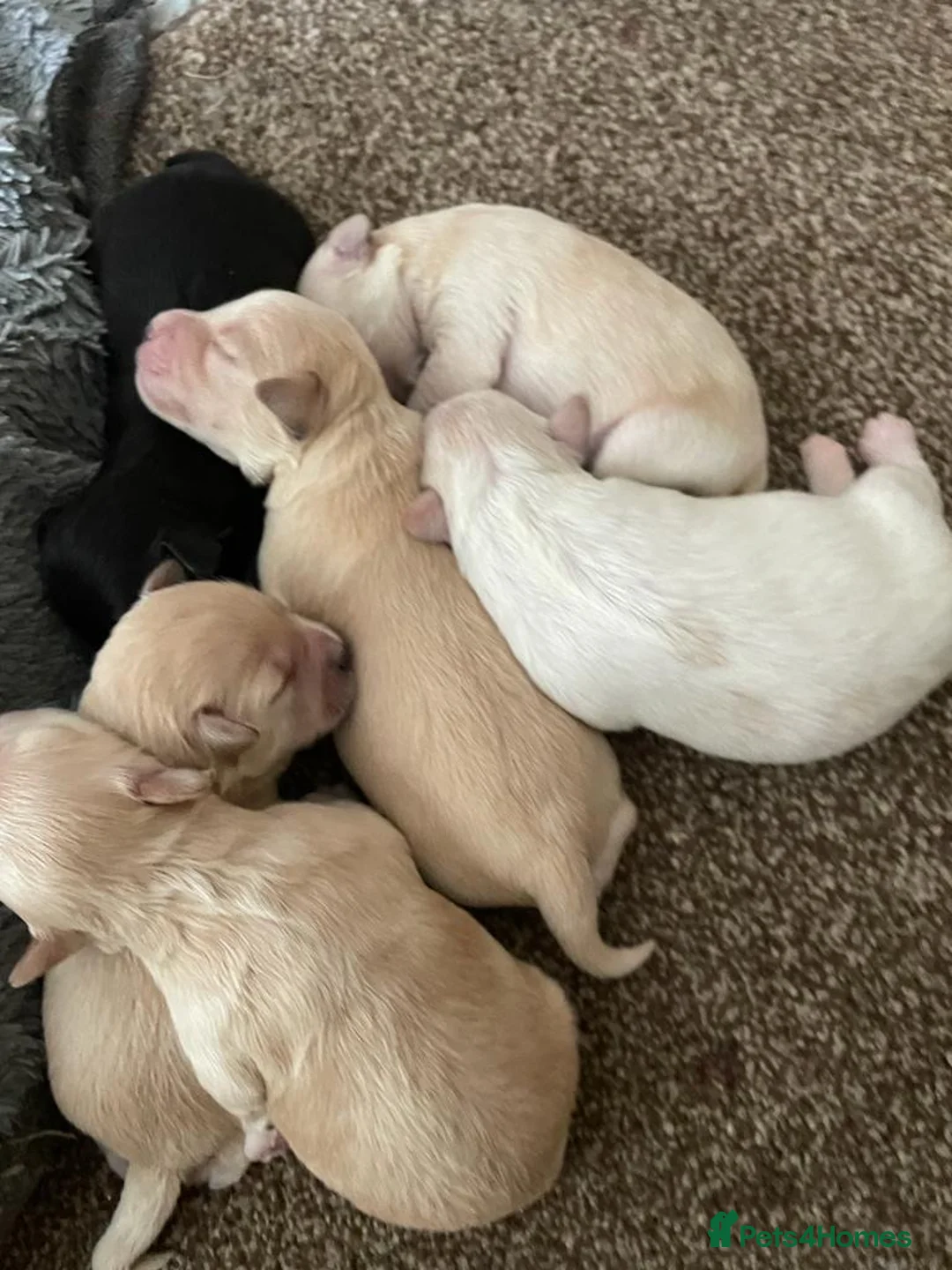 Miniature Schnauzer dogs for stud: CHOCOLATE / WHITE MINIATURE SCHNAUZER AT STUD in Coventry - Advert 16