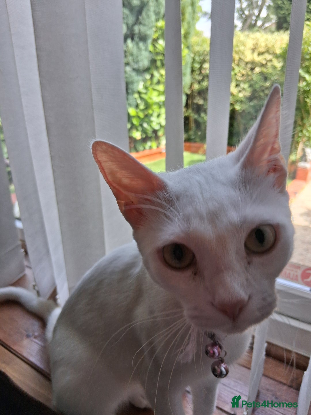 Khao Manee cats for sale: Khao Manee Diamond Eye cat White all over - Image 11