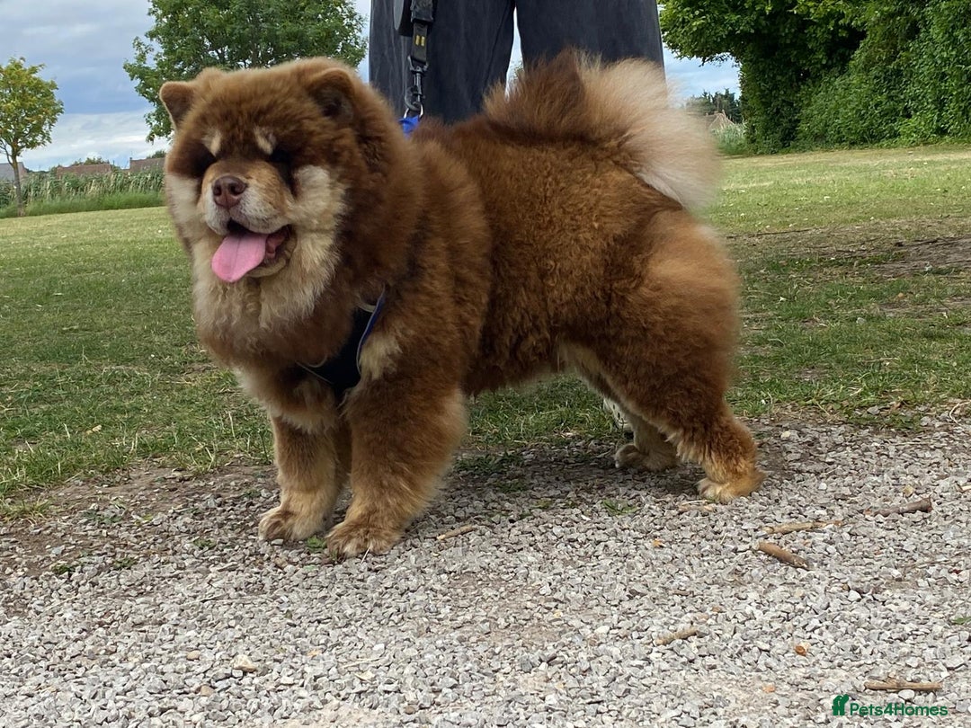 Chow Chow dogs for stud: Chocolate and tan chow chow - Image 1
