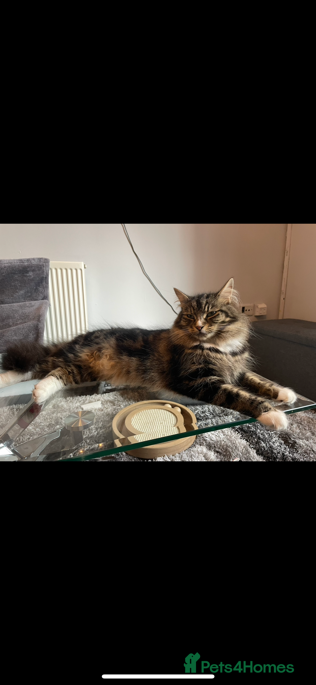 Norwegian Forest Cat cats for sale: loving family home wanted  - Advert 2