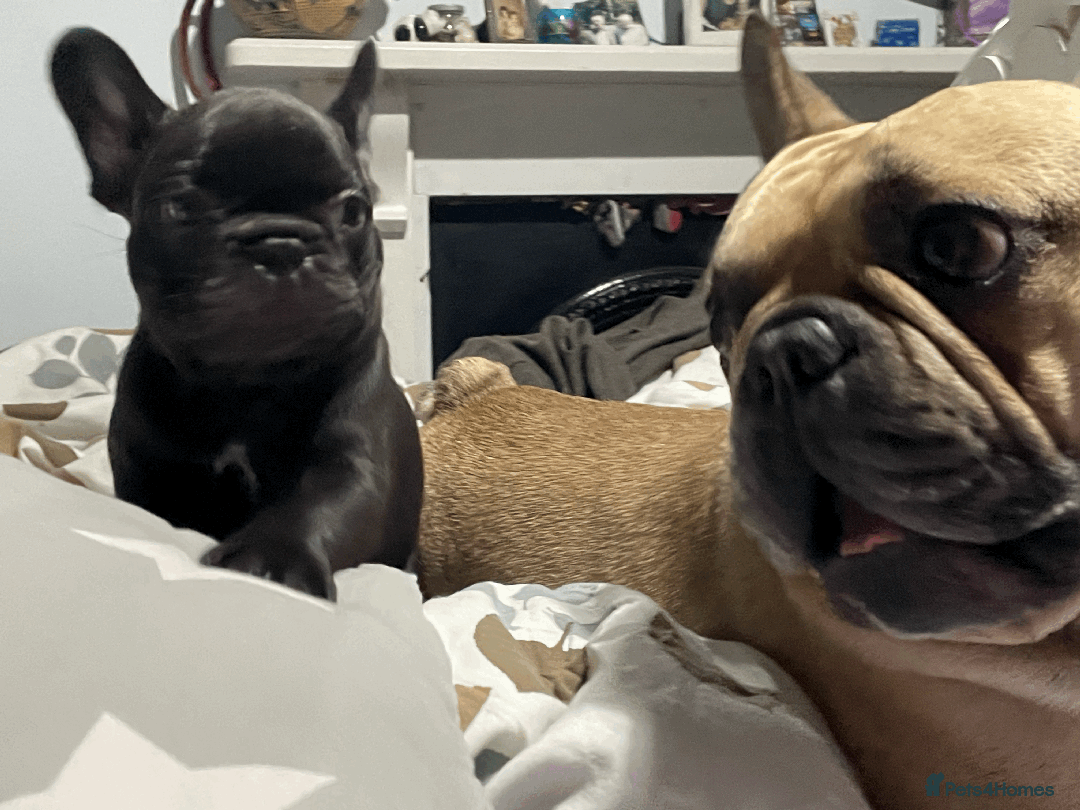 French Bulldog dogs for sale: French Bulldog - Advert 9
