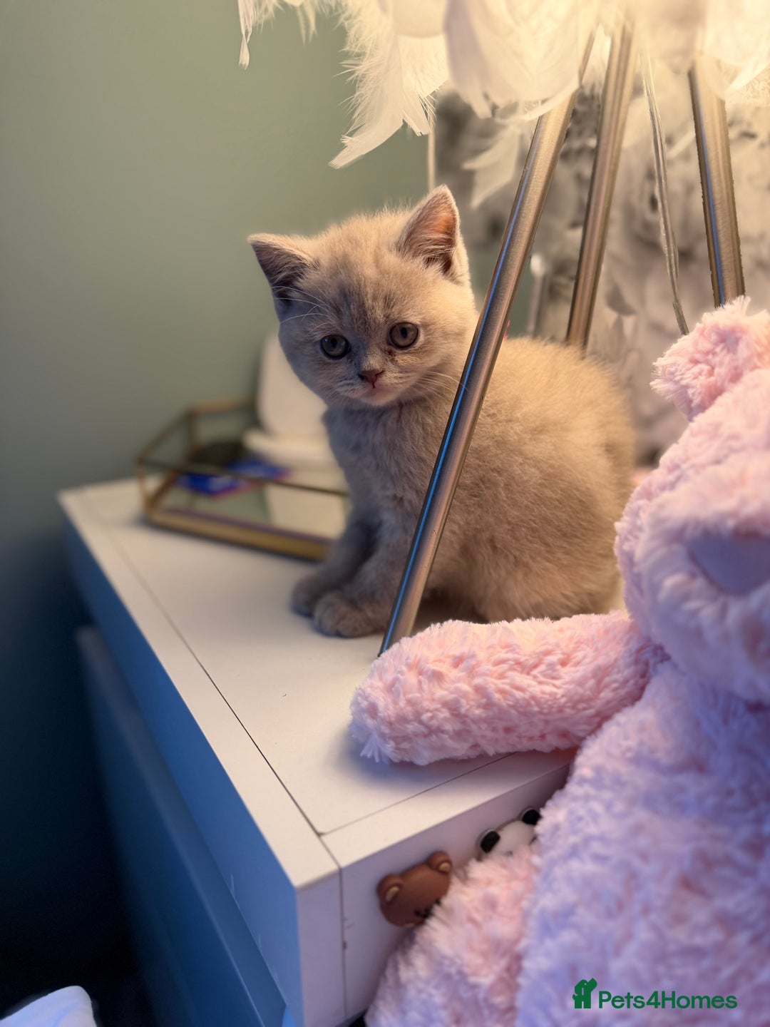 British Shorthair cats for sale: 3 Plush British shorthair kittens ❤️ - Advert 12
