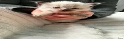 Ragdoll cats for sale: Mink ragdoll kittens  - Advert 14
