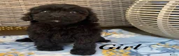 Cavapoo dogs for sale: F1 Cavapoo puppies !!! - Advert 4
