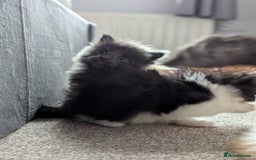 Maine Coon cats for sale: Maine Coon Kittens - Image 19