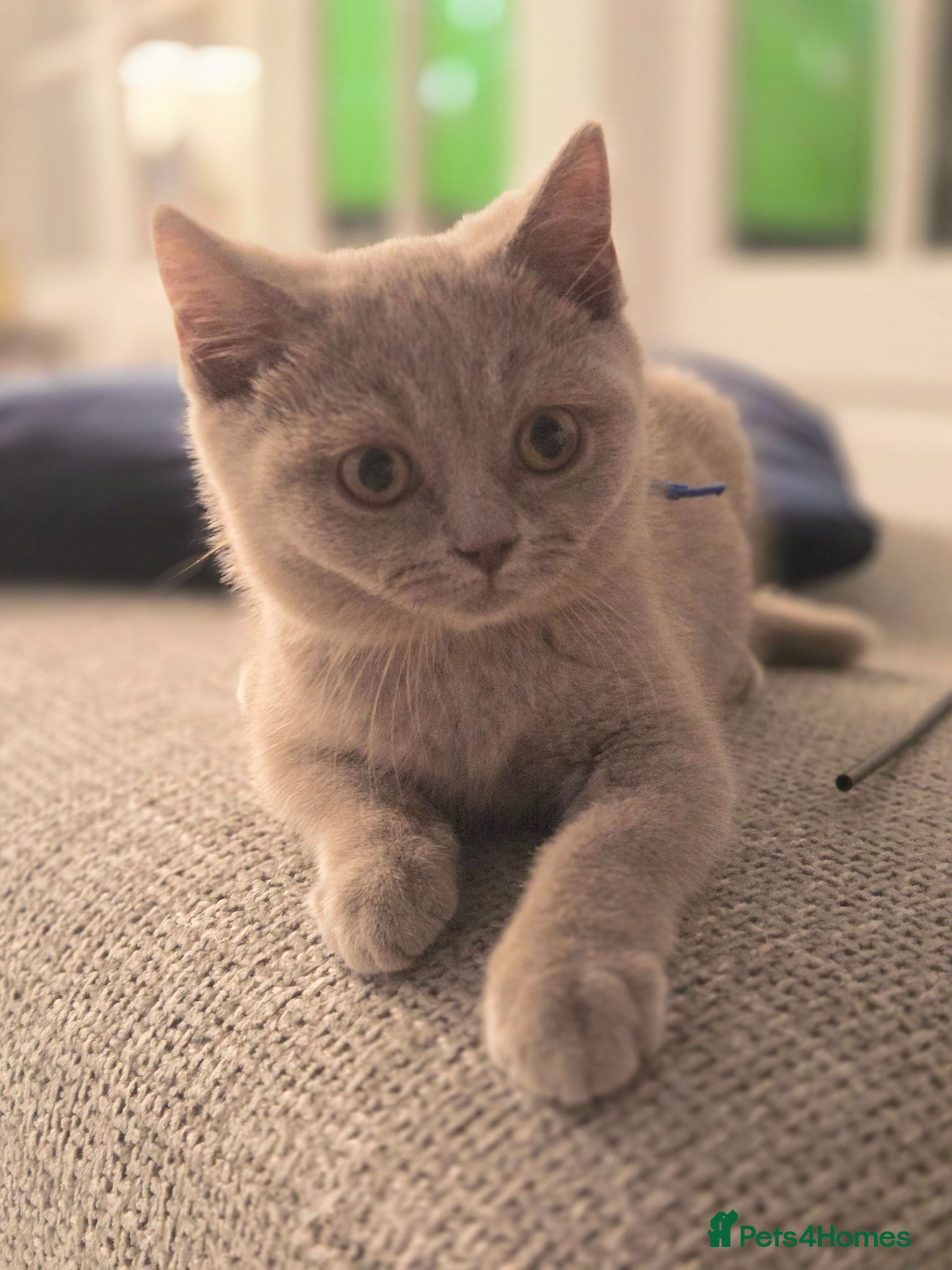 British Shorthair cats British Shorthair Kittens / Fawn Queen / Lilac Dad - Advert 2