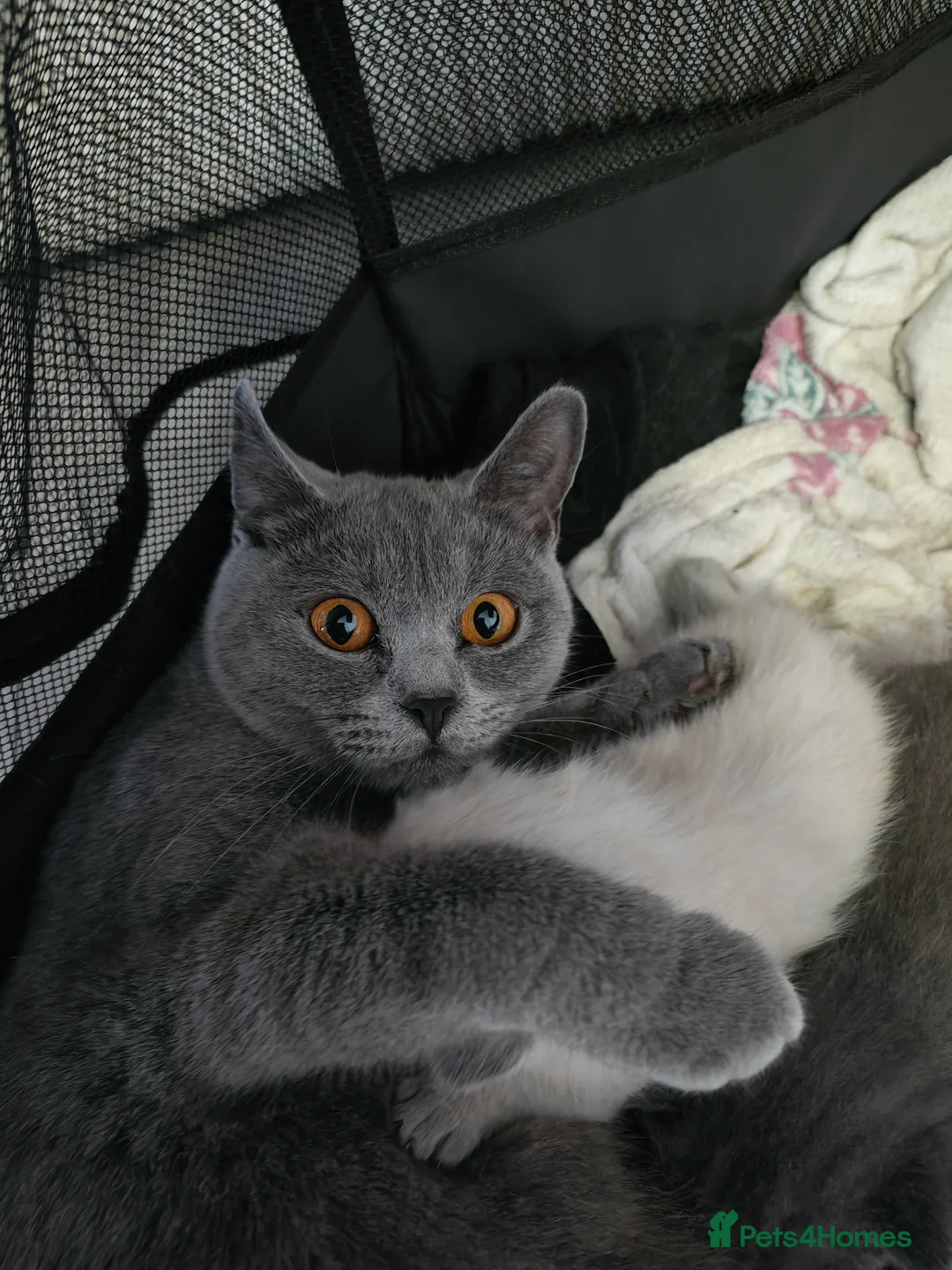 British Shorthair cats for sale: Beautiful British Short Hair kitten  - Advert 2