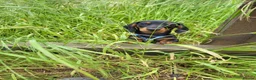 Miniature Dachshund dogs for stud: Miniature Dashchund for stud in Fakenham - Advert 9