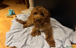 Cockapoo dogs for stud: 🐶 Proven Cockapoo stud - Milo  in Hayes - Image 3