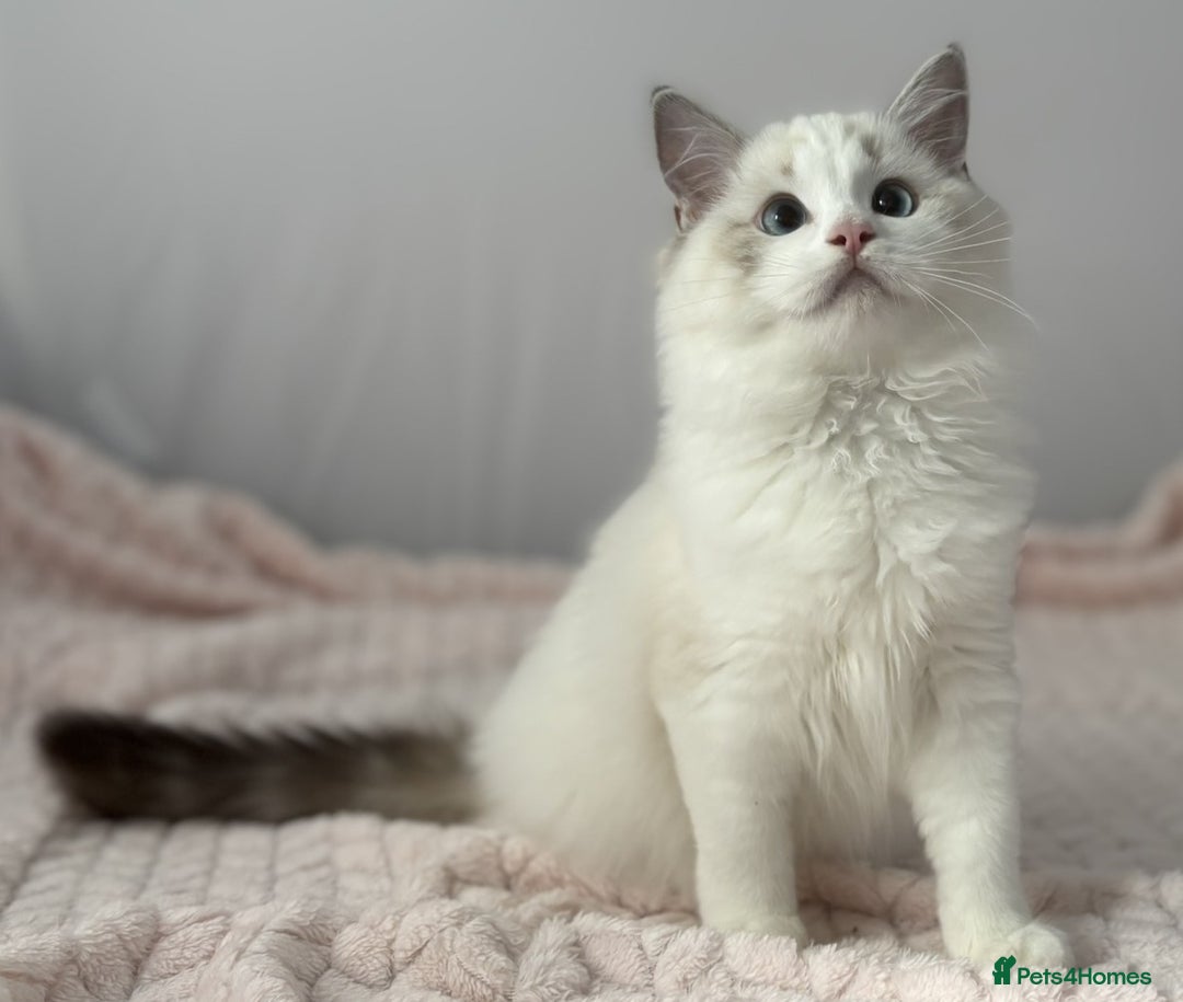 Ragdoll cats for sale: Playful Pedigree Ragdoll Kittens Available - Image 15