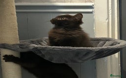 Mixed Breed cats for sale: Ragdoll x sphynx babies - Image 6