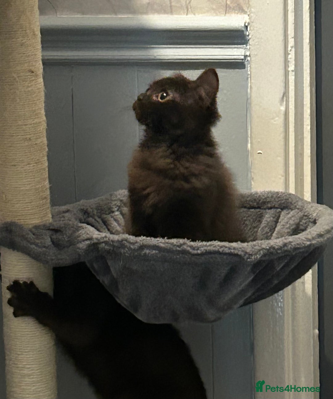 Mixed Breed cats for sale: Ragdoll x sphynx babies - Image 6