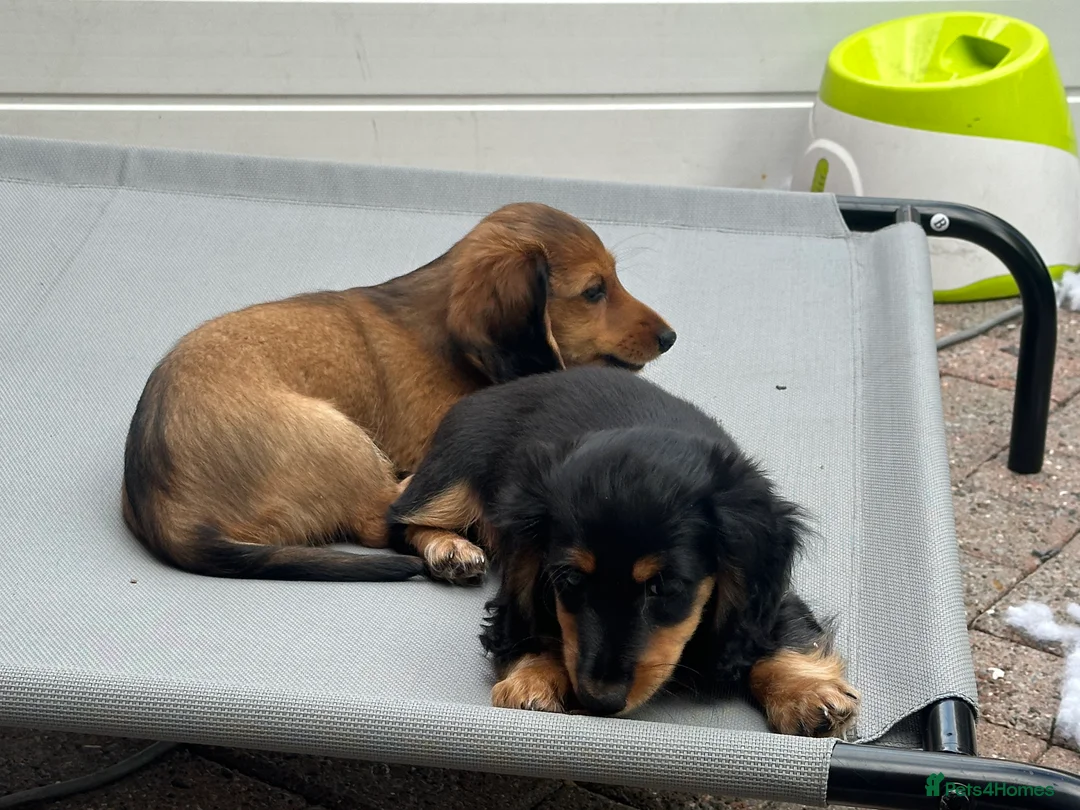 Miniature Dachshund dogs for sale: 5 Beautiful Miniature Dachshund Puppies  - Advert 2