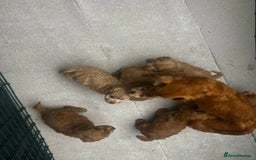 Cockapoo dogs for sale: CockerPoo  - Image 7
